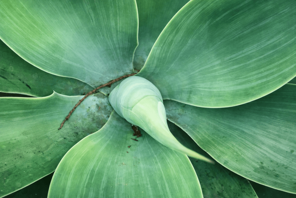 Traditionelle Europäische Medizin (TEM)